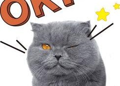 娱乐吃瓜猫原声,揭秘娱乐圈幕后故事