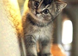 娱乐吃瓜酱小奶猫,揭秘娱乐圈那些不为人知的幕后故事